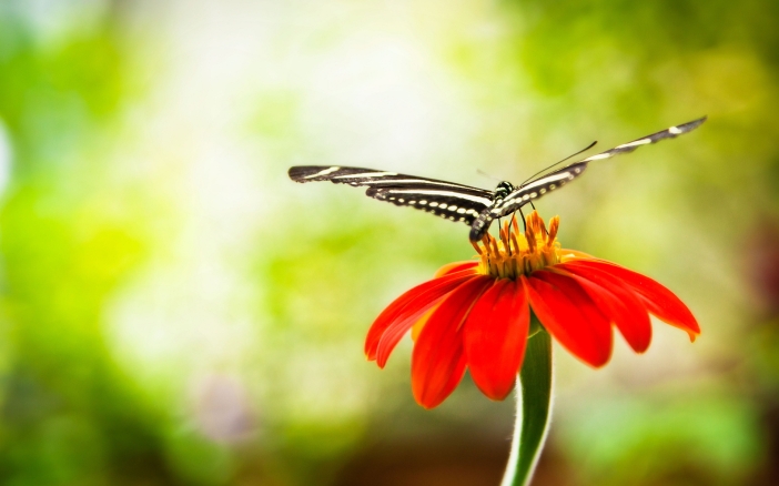6939461-butterfly-on-red-flower